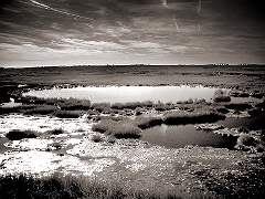 Great Egg Harbor Marsh